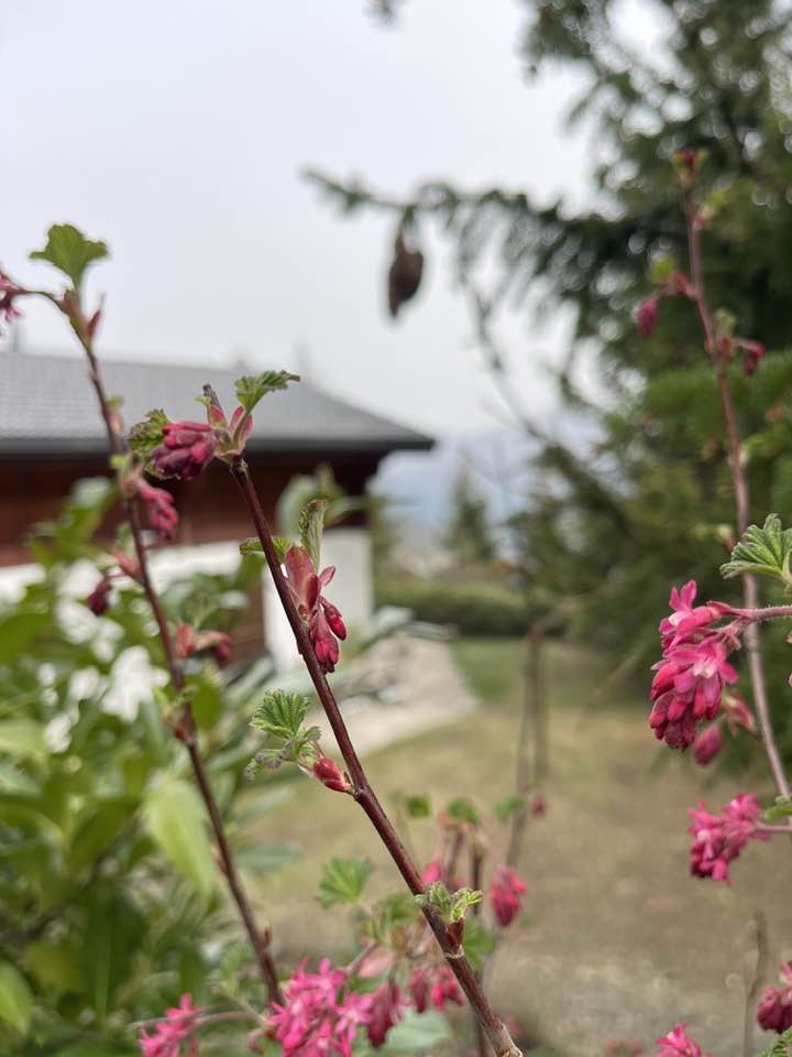 bloemtuin